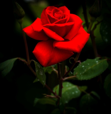 Red rose of loveの素材