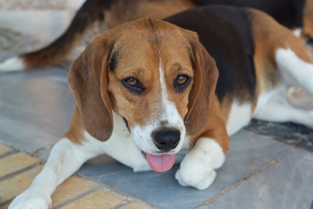 beagles