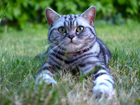 silver tabby cat lay in grassの写真素材
