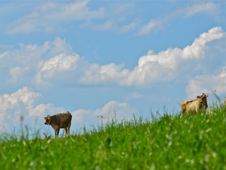 Swiss cows on green