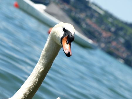 Headshot mama Swanの写真素材