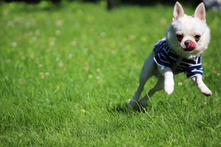 small chihuahua puppy dog sitting on the grass animal petの写真素材