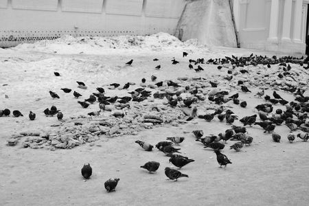 Birds in the snowの写真素材