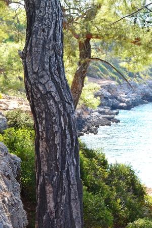 Tree overlooking the sea の写真素材