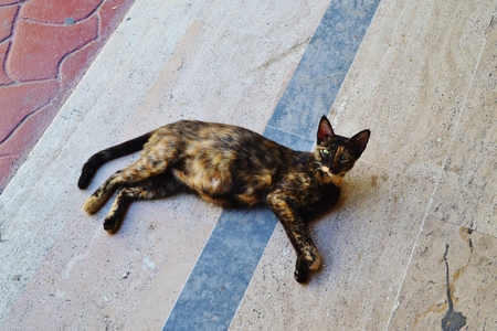 Pregnant catの写真素材