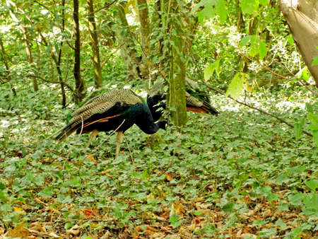 Couple of peacocks in a forest looking for foodの写真素材