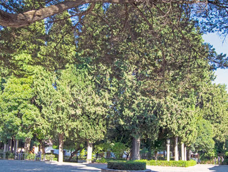Grove of the Blas Infante promenade in Ronda, Malaga, Andalusia, Spainの写真素材