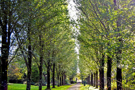 Green trees in the park of Adare, County Limerick, Irelandの写真素材