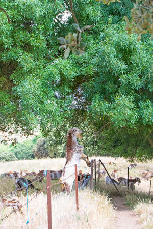 Goat with front legs raised to eat from the treeの写真素材