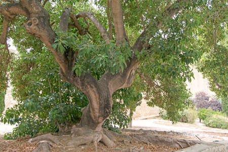 Leafy and green tree with large rootsの写真素材