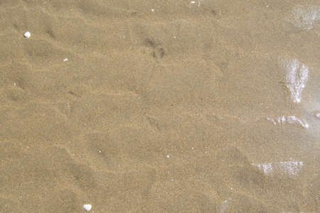 Shore of a beach where you can see a large stretch of sand and shells from the sea. Background and elements designの写真素材