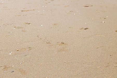 Wet beach sand with footprints of people. Background and elements designの写真素材