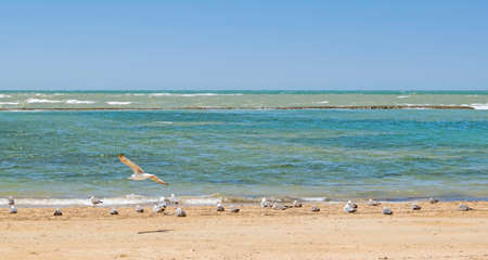 Seagulls on one of the beaches of Chipiona, Cadiz, sunbathing and waiting to see fish to hunt themの写真素材