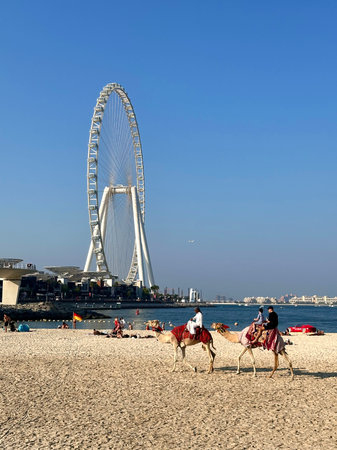 Random photo of camels in front of a ferris wheel