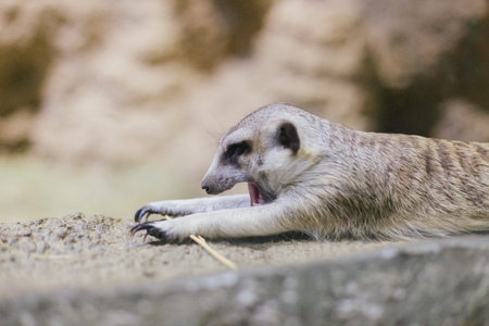 Sea life and wildlife in Voronezh Oceanarium, Russia, 2 august, 2017の写真素材