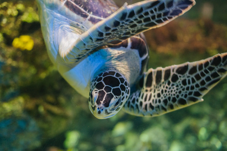 Sea life and wildlife in Voronezh Oceanarium, Russia, 2 august, 2017の写真素材