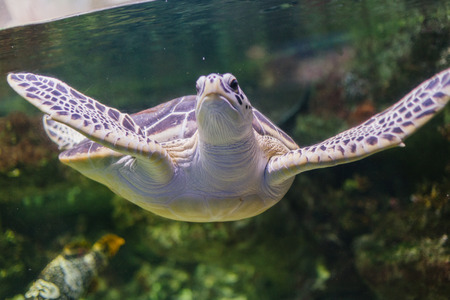 Sea life and wildlife in Voronezh Oceanarium, Russia, 2 august, 2017の写真素材