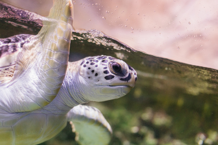 Sea life and wildlife in Voronezh Oceanarium, Russia, 2 august, 2017の写真素材