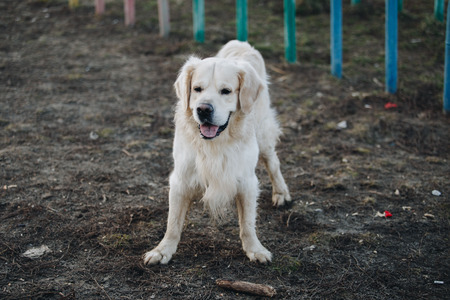Beautiful golden retriever dog