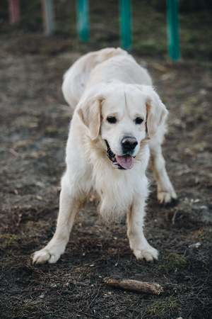 Beautiful golden retriever dogの写真素材