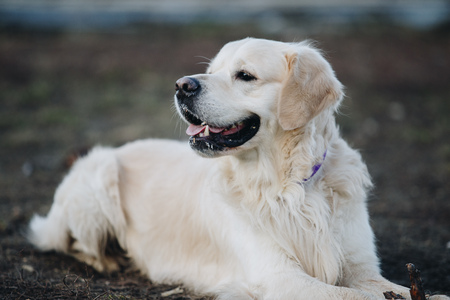 Beautiful golden retriever dogの写真素材