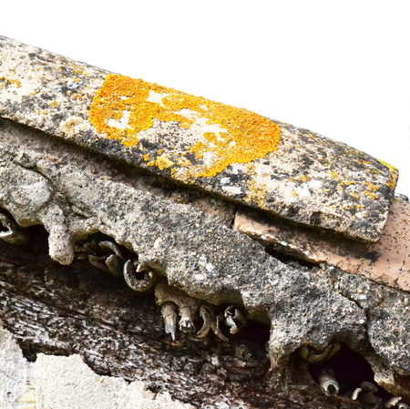 Orange and yellow lichen on old tileの写真素材