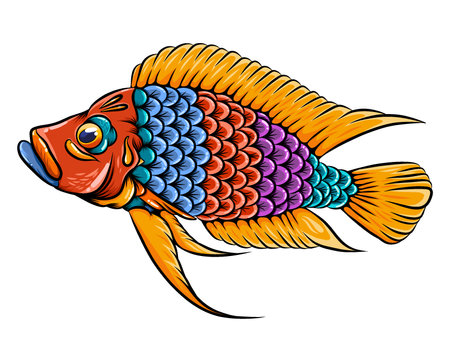 The Illustration of The calvus cichlid fish  with the big mouth and orange finsのイラスト素材