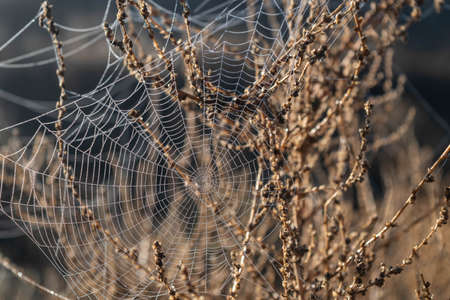 Spider web with dew water droplets at sunrise early morningの写真素材
