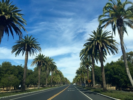 Palm drive in California