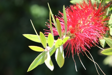 Callistemonの写真素材