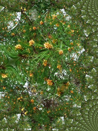 Pine cones fractal