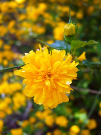 Yellow rain flowerの写真素材