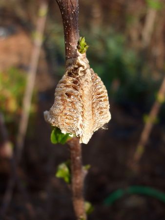 Chrysalisの写真素材