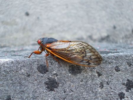 Ciccada