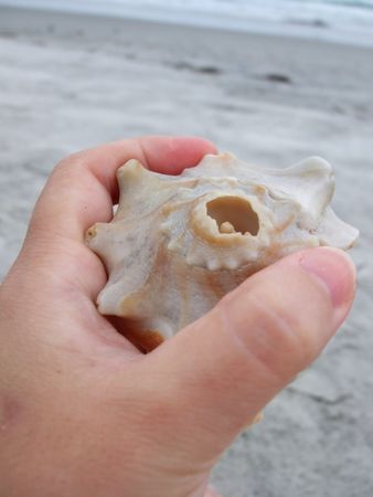 Hand holding a large pink seashell