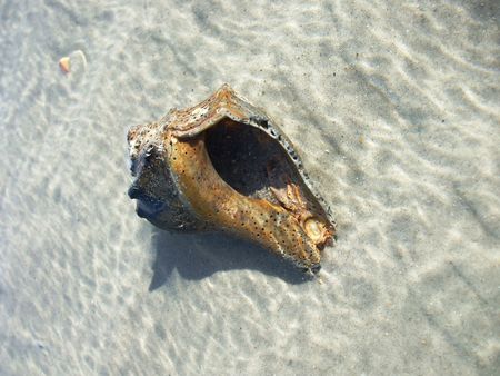 Large dark-colored seashell in shallow water