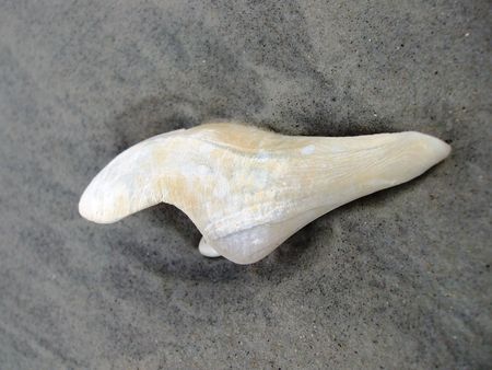 Large ivory seashell