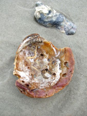 Large colorful porous seashellの写真素材