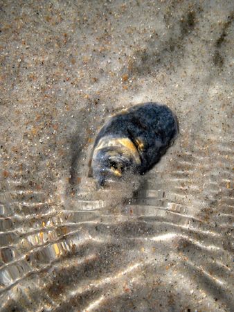 Gray seashell in the water