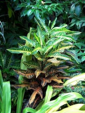 Tropical plant with colorful leaves