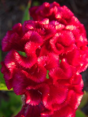 Bright pink chenille plant