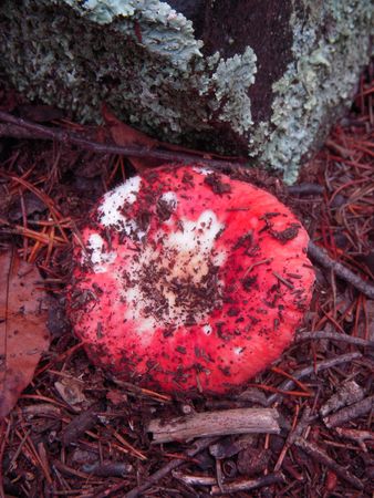 Red mushroomの写真素材