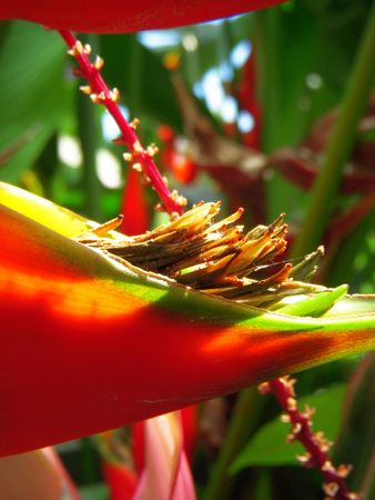 Lobster claw plant - extreme closeupの写真素材