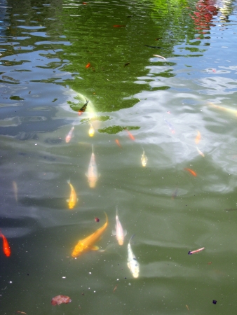 Koi fishの写真素材