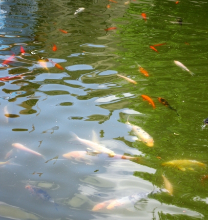 Koi fishの写真素材