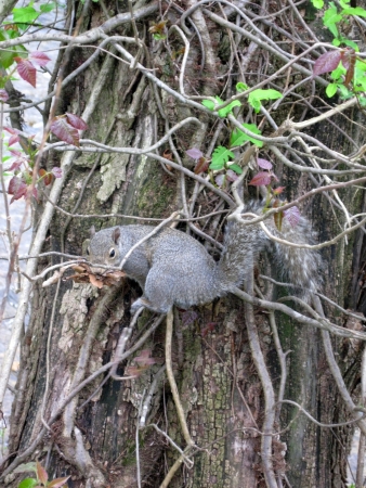 Squirrel in a treeの写真素材