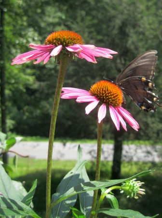 Echinaceaの写真素材