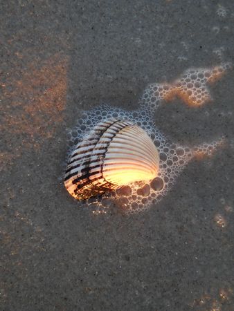 Seashellの写真素材