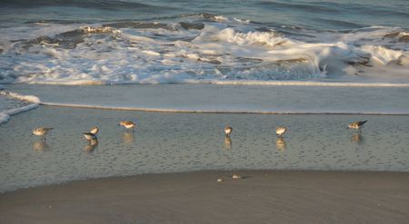 Sandpipersの写真素材