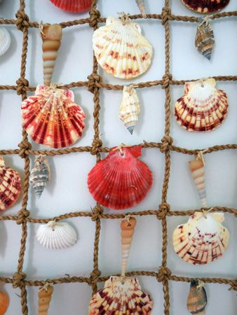 Seashellsの写真素材